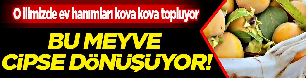 Ev hanımları kova kova topluyor: Bu meyve cipse dönüşüyor!