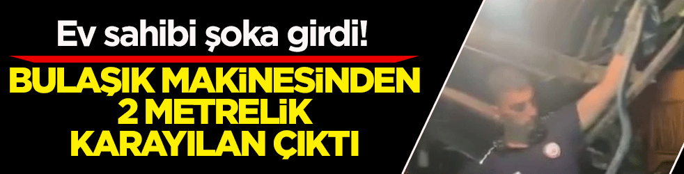 Ev sahibi şoka girdi! Bulaşık makinesinden 2 metrelik karayılan çıktı