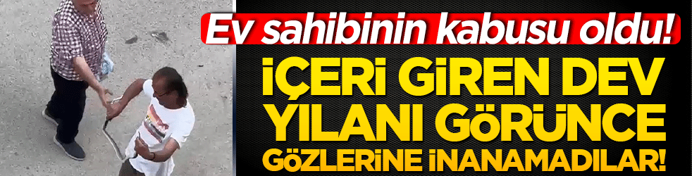Ev sahibinin kabusu oldu! İçeri giren dev yılanı görünce gözlerine inanamadılar!