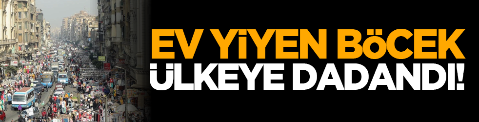 Ev yiyen böcek ülkeye dadandı!