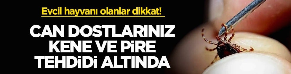 Evcil hayvanı olanlar dikkat! Can dostlarınız kene ve pire tehdidi altında