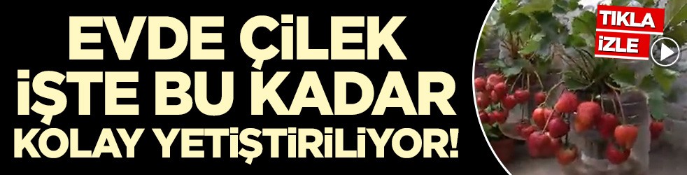 Evde çilek yetiştirmek işte bu kadar kolay!