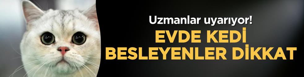 Evde kedi besleyenler dikkat! Uzmanlar uyarıyor