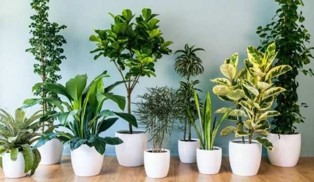 Evde yetiştirilmemesi gereken bitkiler