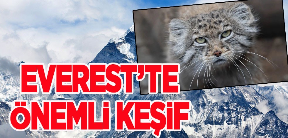 Everest’te önemli şaşırtan yeni keşif: Nesli tükenmek üzere olan kedigiller dünyasına açılan kapı olabilir!