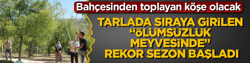 Eylül ayında bahçesinden toplayan köşe olacak! Tarlada sıraya girilen "ölümsüzlük meyvesinde" rekor sezon başladı