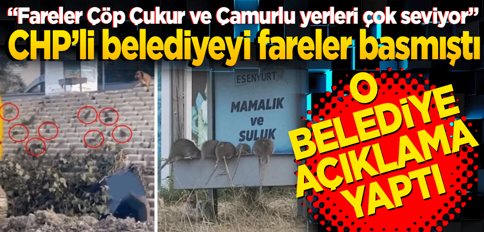"Fareler Çöp Çukur ve Çamurlu yerleri çok seviyor" CHP’li belediyeyi fareler basmıştı! Belediye açıklama yaptı