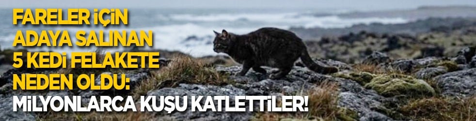 Fareler için adaya salınan 5 kedi felakete neden oldu: Milyonlarca kuşu katlettiler! 