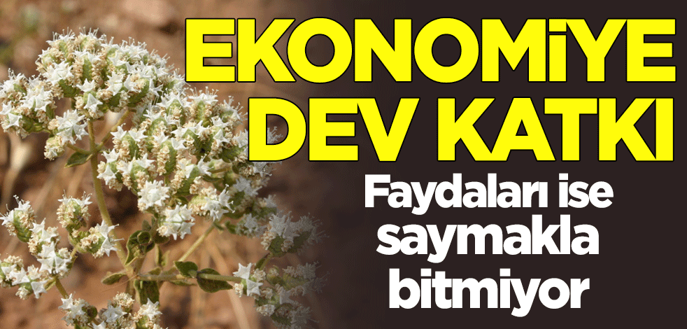 Faydaları saymakla bitmiyor! Kekikten ekonomiye dev katkı