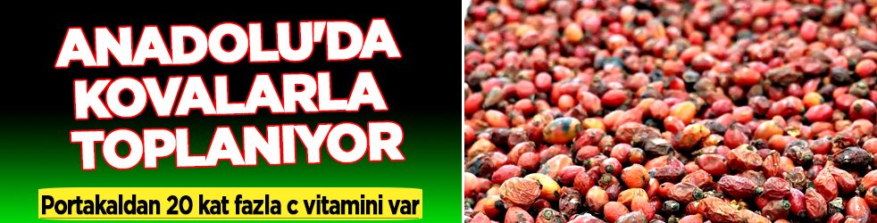 Faydaları saymakla bitmiyor: Kendiliğinden yetişiyor, Anadolu'da kovalarla toplanıyor! 