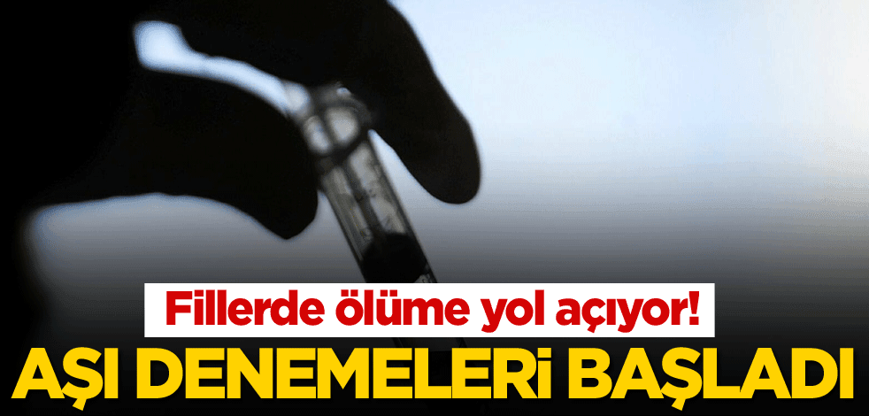 Fillerde ölüme yol açıyor! Aşı denemeleri başladı