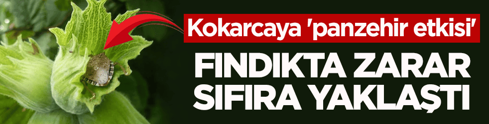 Fındığa büyük zarar veriyordu! Kokarca sorunu böyle çözüldü 