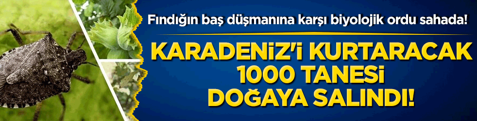 Fındığın baş düşmanına karşı biyolojik ordu sahada! Karadeniz'i kurtaracak 1000 tanesi doğaya salındı!
