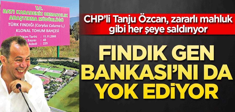 Fındık Gen Bankası’nı da yok ediyor