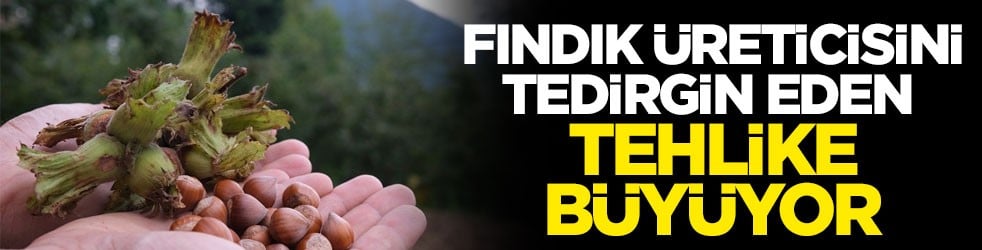 Fındık üreticisini tedirgin eden tehlike büyüyor
