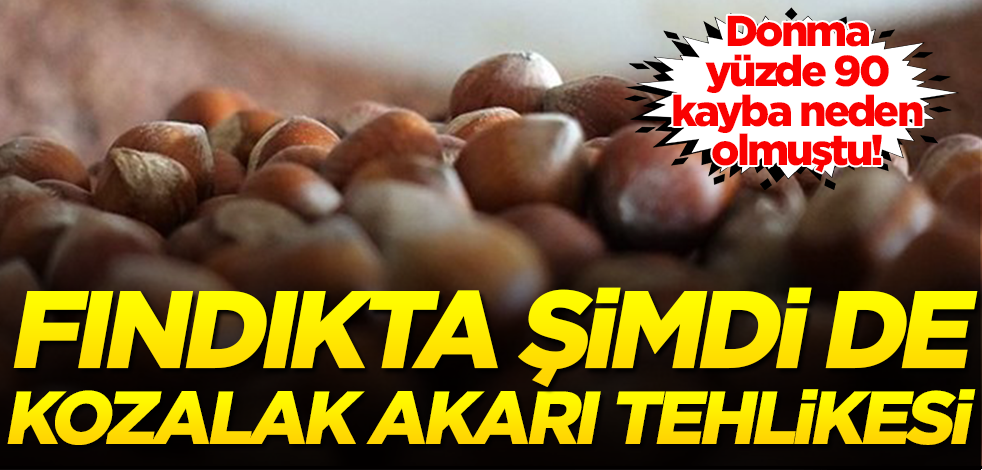 Fındıkta don tehlikesinin ardından şimdi de: Kozalak akarı