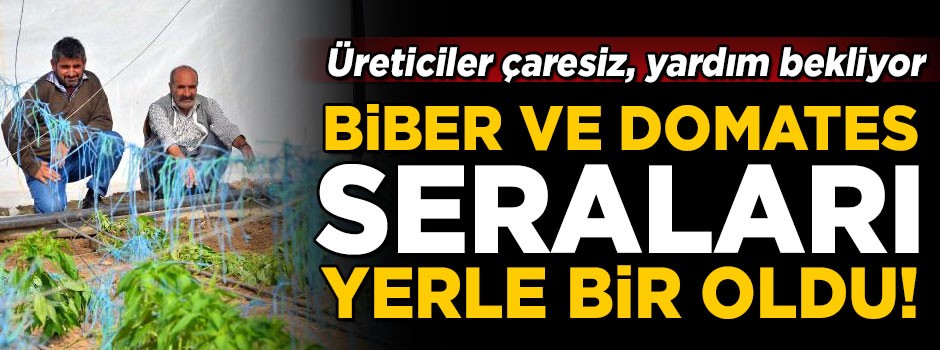 Fırtına, domates ile biber seralarını yerle bir etti! Üreticiler çaresiz, yardım bekliyor