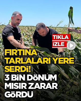 Fırtına tarlaları yere serdi! 3 bin dönüm mısır zarar gördü
