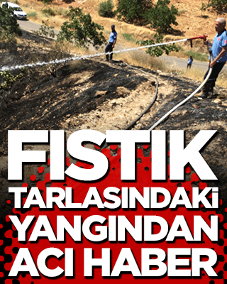 Fıstık tarlasındaki yangından acı haber!