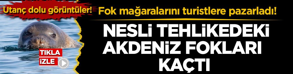 Fok mağaralarını turistlere pazarladı! Nesli tehlikedeki Akdeniz fokları kaçtı