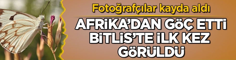 Fotoğrafçılar kayda aldı! Afrika’dan göç etti, Bitlis’te ilk kez görüldü