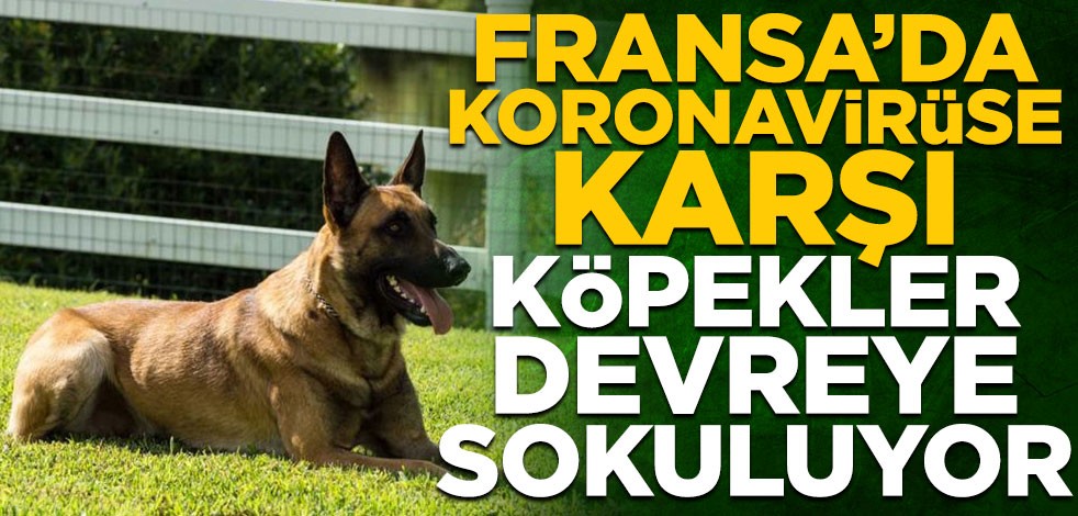 Fransa’da koronavirüse karşı köpekler devreye sokuluyor