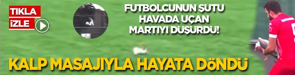 Futbolcunun şutu havada uçan martıyı düşürdü! Kalp masajıyla hayata döndü