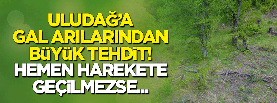 Gal arılarından Uludağ'a büyük tehdit!