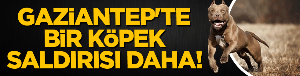 Gaziantep'te bir köpek saldırısı daha!