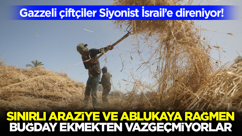 Gazzeli çiftçiler Siyonist İsrail’e direniyor! Sınırlı araziye ve ablukaya rağmen buğday ekmekten vazgeçmiyorlar