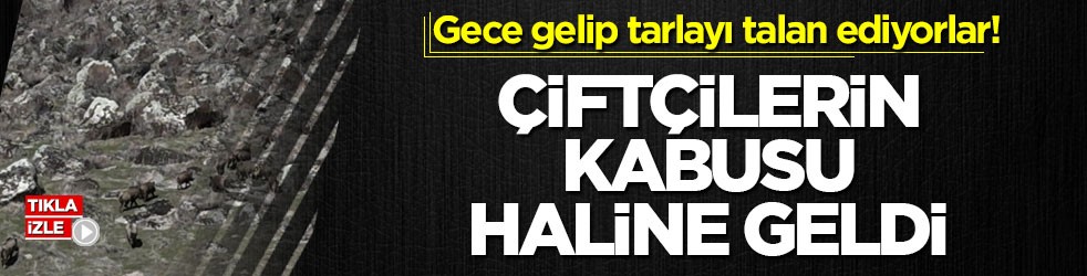 Gece gelip tarlayı talan ediyorlar! Çiftçilerin kabusu haline geldi