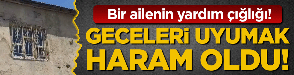 Geceleri uyumak haram oldu: Evin her yerini sardılar!