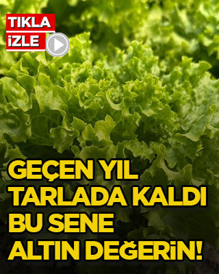 Geçen yıl tarlada kaldı, bu sene altın değerin!