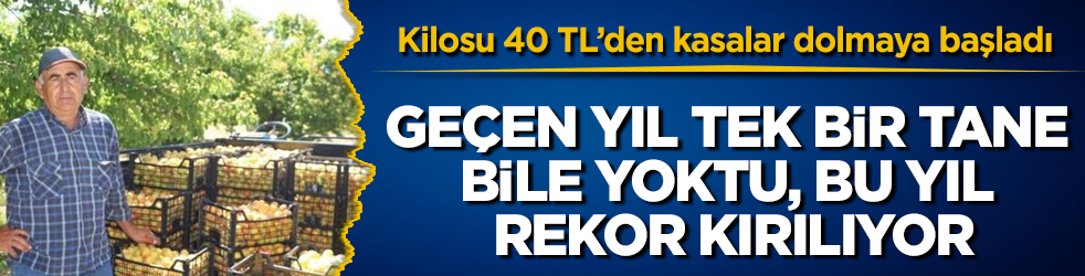 Geçen yıl tek bir tane bile yoktu, bu yıl rekor kırılıyor! Kilosu 40 TL’den kasalar dolmaya başladı