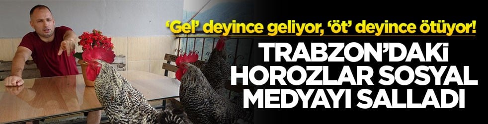 ‘Gel’ deyince geliyor, ‘öt’ deyince ötüyor! Trabzon’daki horozlar sosyal medyayı salladı