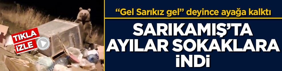 “Gel Sarıkız gel” deyince ayağa kalktı! Sarıkamış’ta ayılar sokaklara indi