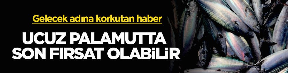 Gelecek adına korkutan haber! Ucuz palamutta son fırsat olabilir