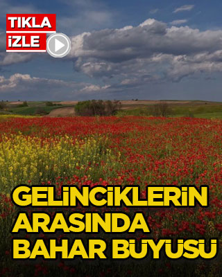 Gelinciklerin arasında bahar büyüsü