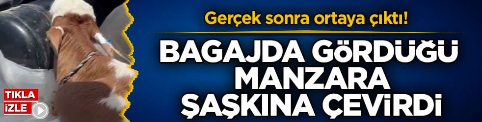 Gerçek sonra ortaya çıktı! Bagajda gördüğü manzara şaşkına çevirdi