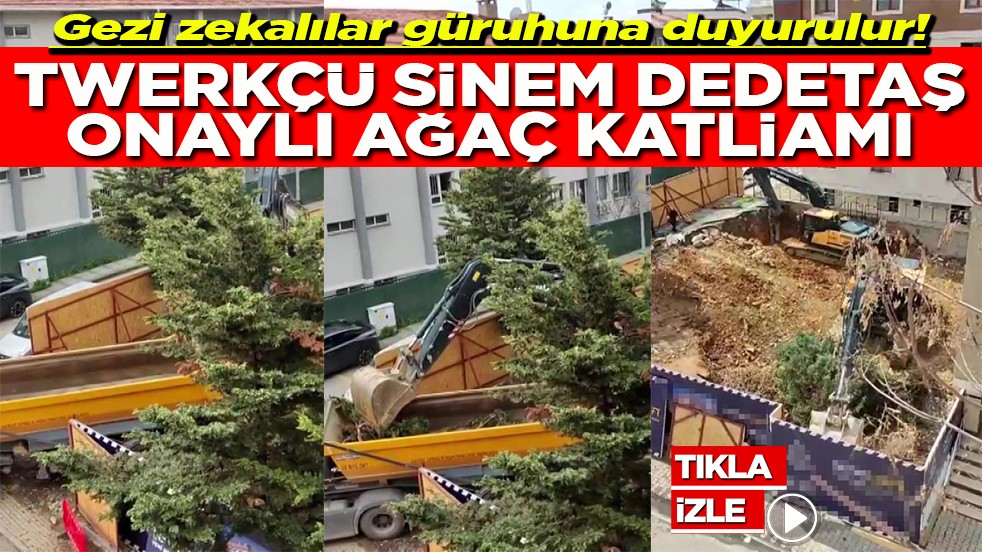 Gezi zekalılara duyurulur Twerkçü Sinem Dedetaş onaylı ağaç katliamı