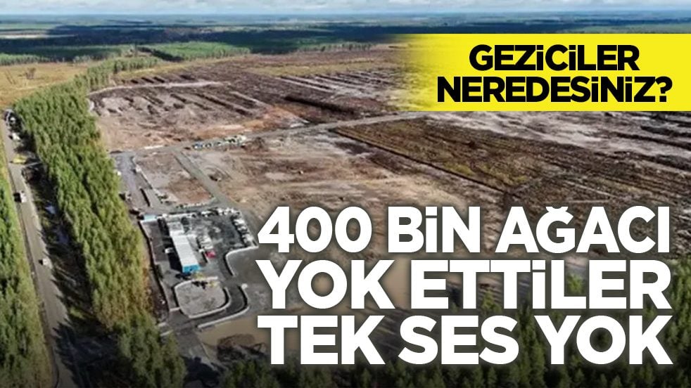 Geziciler neredesiniz? 400 bin ağacı yok ettiler, tek ses yok