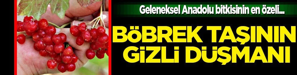 Gilaburu meyvesi ne ise yarar? Böbrek taşına yararı şaşırttı...