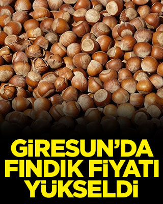 Giresun’da fındık fiyatı yükseldi