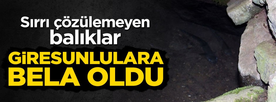 Giresun'da sırrı bilinmeyen balıklar
