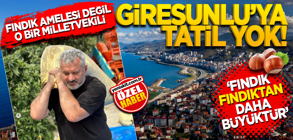 Giresunlu’ya tatil yok! Fındık amelesi değil o bir Milletvekili