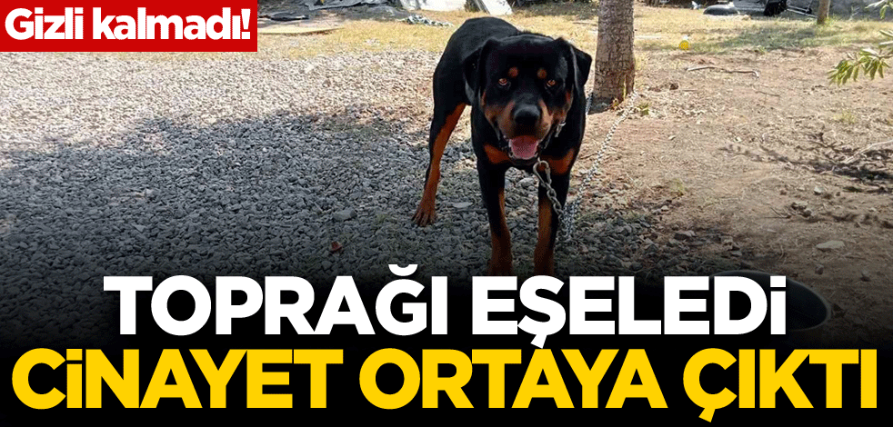 Gizli kalmadı! Köpek toprağı eşeledi, cinayet ortaya çıktı