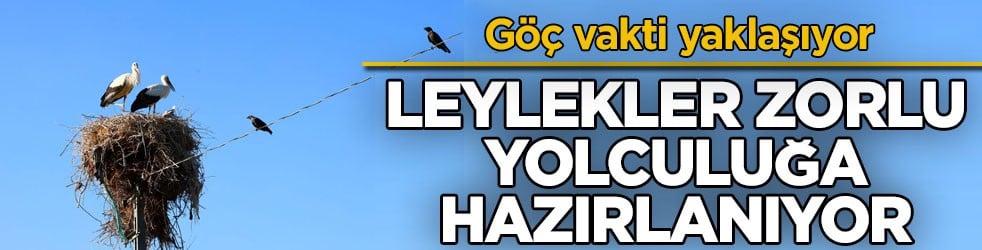 Göç vakti yaklaşıyor! Leylekler zorlu yolculuğa hazırlanıyor