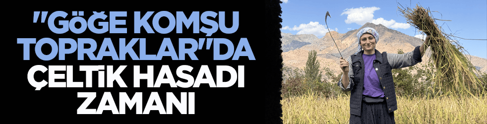  ‘Göğe komşu topraklar’ olarak biliniyor! Şimdi Artvin'de çeltik hasadı zamanı 