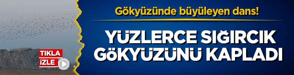 Gökyüzünde büyüleyen dans! Yüzlerce sığırcık gökyüzünü kapladı