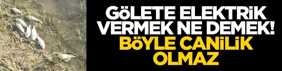 Gölete elektrik vermek ne demek! Böyle canilik olmaz